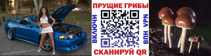 купить   Плёс  Галлюциногенные грибы Psilocybe 